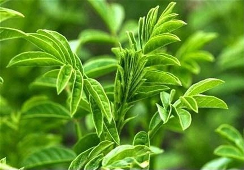 خواص دارویی گیاه «شیرین‌بیان» برای درمان زخم معده