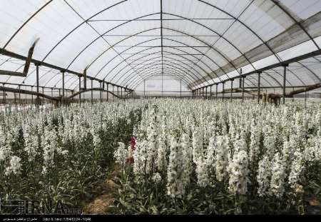 دو هزار هکتاراز اراضی کشاورزی استان تهران با روش گلخانه ای کشت می شود