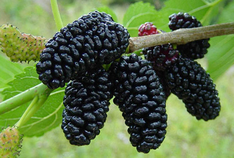 از خواص توت چه می دانید؟