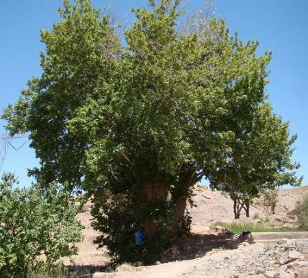 چنار کهنسال بزبیشه قاینات در فهرست میراث طبیعی کشور ثبت شد