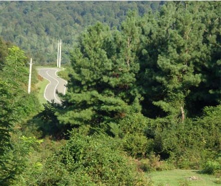 حفاظت از جنگل های هیرکانی در ایران ارزش حیاتی دارد