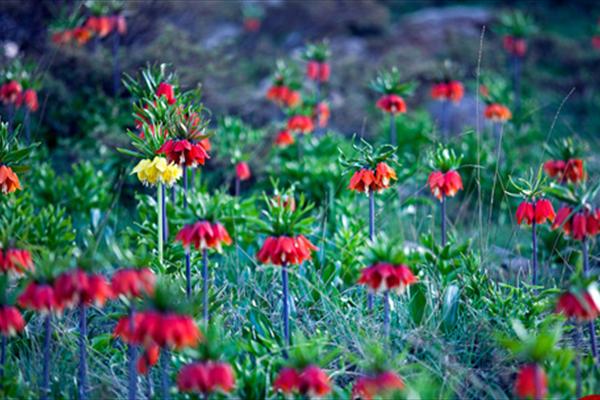 لاله تصاویر/  دشت لاله های واژگون