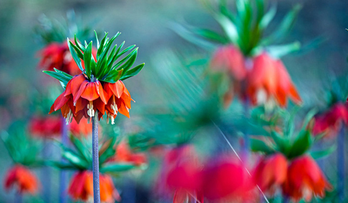  دشت لاله های واژگون