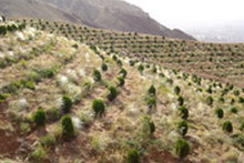 هدف گذاری کشت گونه های گیاهی مثمر در 100 هزار هکتار اراضی شیب دار مازندران