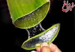 آشنایی با خواص دارویی آلوئه‌ورا