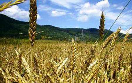 حفظ پوشش گیاهی جنگل ها و مراتع منجر به کنترل زیستگاه سن می شود