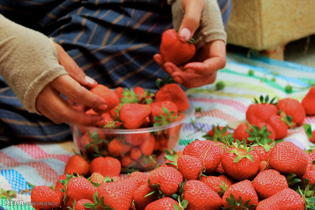 بازاریابی مهمترین مشکل بخش کشاورزی