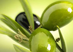  پایان خام فروشی زیتون/ استفاده از صنایع تبدیلی کشاورزان را به حقشان می‌رساند