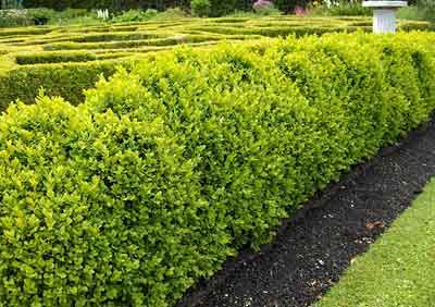 نگاه کارشناسی به حوزه فضای سبز نیست