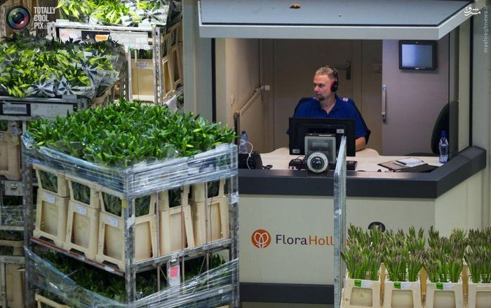 تصاویر/ تجارت گل در هلند