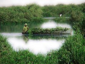 کاشت نهال حرا در بوشهر