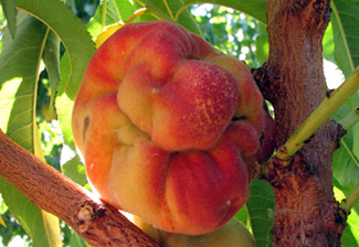 چرا برخی درختان هلو میوه‌های بدشکل تولید می‌کنند؟