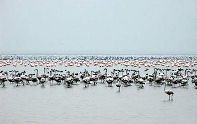 تکرار فاجعه دریاچه ارومیه در خلیج گرگان