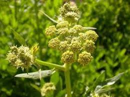 گیاه آنغوزه با خواص درمانی متفاوت