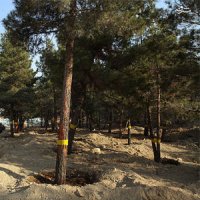 مشکلاتی که درختان چیتگر را خشک کرده است 