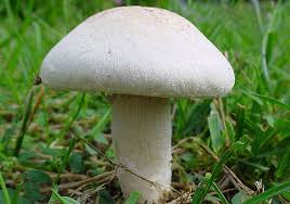 قارچ گیاه نیست