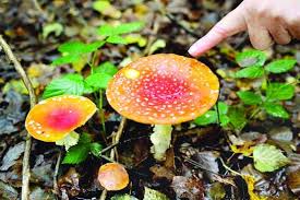 چرا قارچ گیاه نیست؟ انواع قارچ را بشناسید