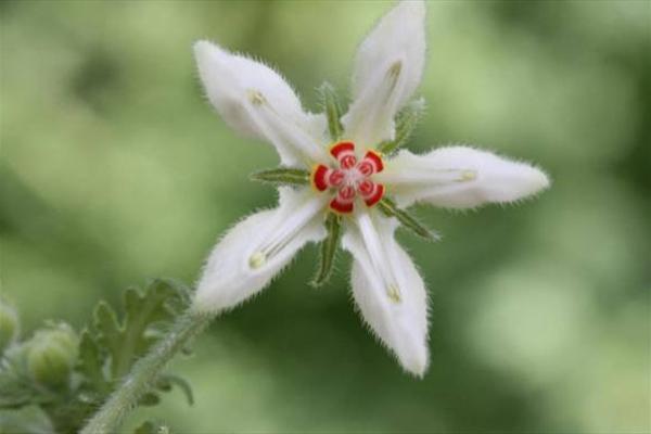 گیاهی که نیش می زند