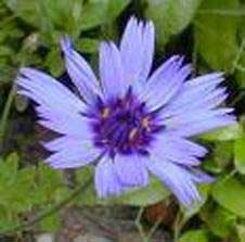 کاسني؛ مقاوم براي سرفه هاي خشک