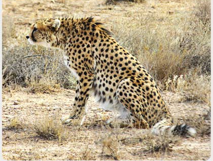 ایران بیشترین تنوع اکوسیستم، اقلیم و گونه های جانوری و گیاهی را دارد