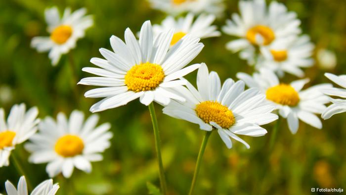 بابونه در طب سنتی؛ از تقویت معده تا اعصاب