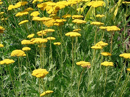 گیاه بومادران سفید خاصیت دارویی/ بومادران زرد خاصیت ضدحشره