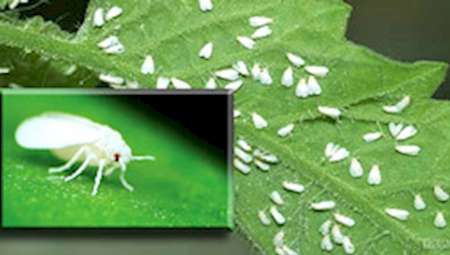 پیش بینی کاهش جمعیت سفیدبالک ها در آسمان تهران