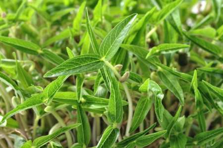 نانوکود هم تولید شد/ تولید محصول بیشتر با صرف آب و هزینه کمتر