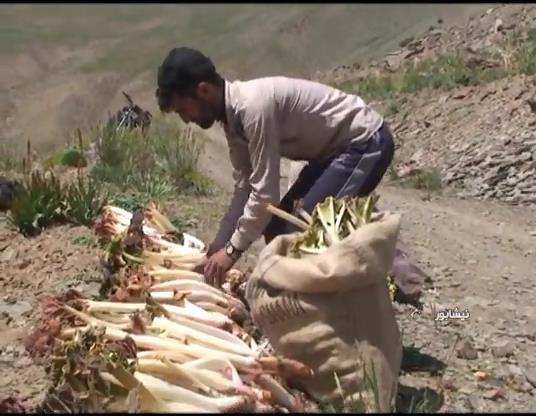 برداشت ریواس ازارتفاعات بینالود نیشابور