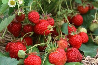 خطرات زیاده روی در مصرف توت‌فرنگی و زردآلو