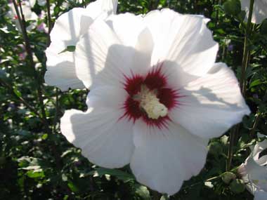 خواص دارویی گل ختمی