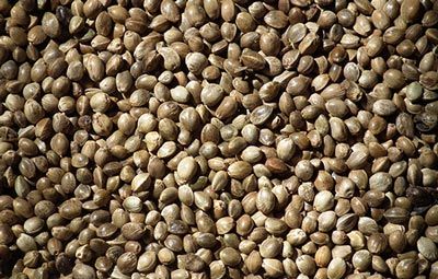 شاهدانه و خواص دارویی آن در طب سنتی
