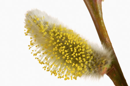 تقویت اعصاب با عرق بید مشک