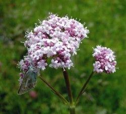 خواص درمانی و طبی گیاه سنبل الطیب