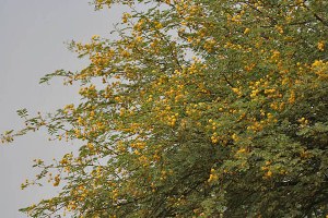 گل دهی چنگلهای آکاسیا چتری در سیریک