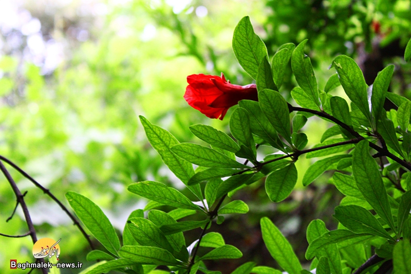 تصاویری زیبا از باغات انار شهرستان باغملک