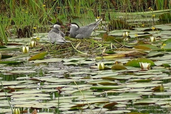نیلوفرهای سفید گیلده میزبان 300قطعه پرستوی دریایی