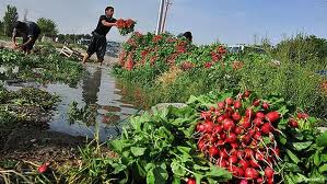 سبزی‌های تهران دیگر با پساب خام آبیاری نمی‌شود