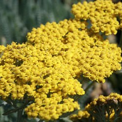 خواص گیاه بومادران