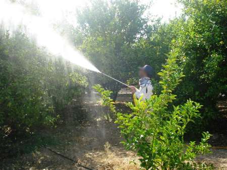 باغداران مرکبات شرق و مرکزی مازندران مبارزه با آفت شپشک را شروع کنند