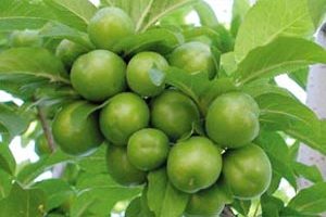 گوجه سبز روند پیری عضلات را غیر فعال میکند