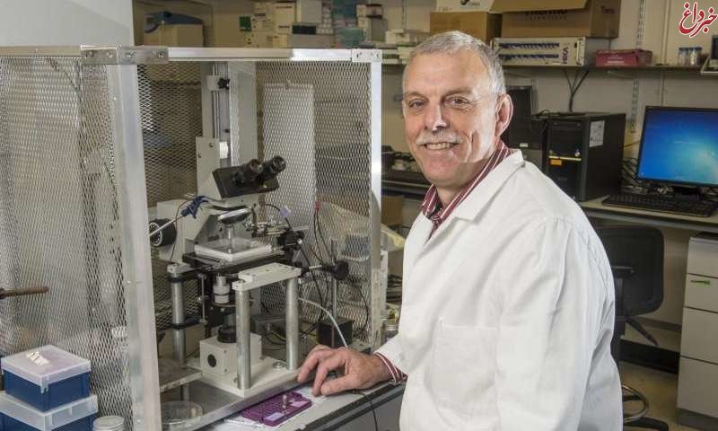 شناسایی پروتئینی که برنج را غنی می‌کند