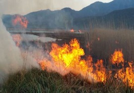 آتش همچنان دامنگیر طبیعت پاسارگاد