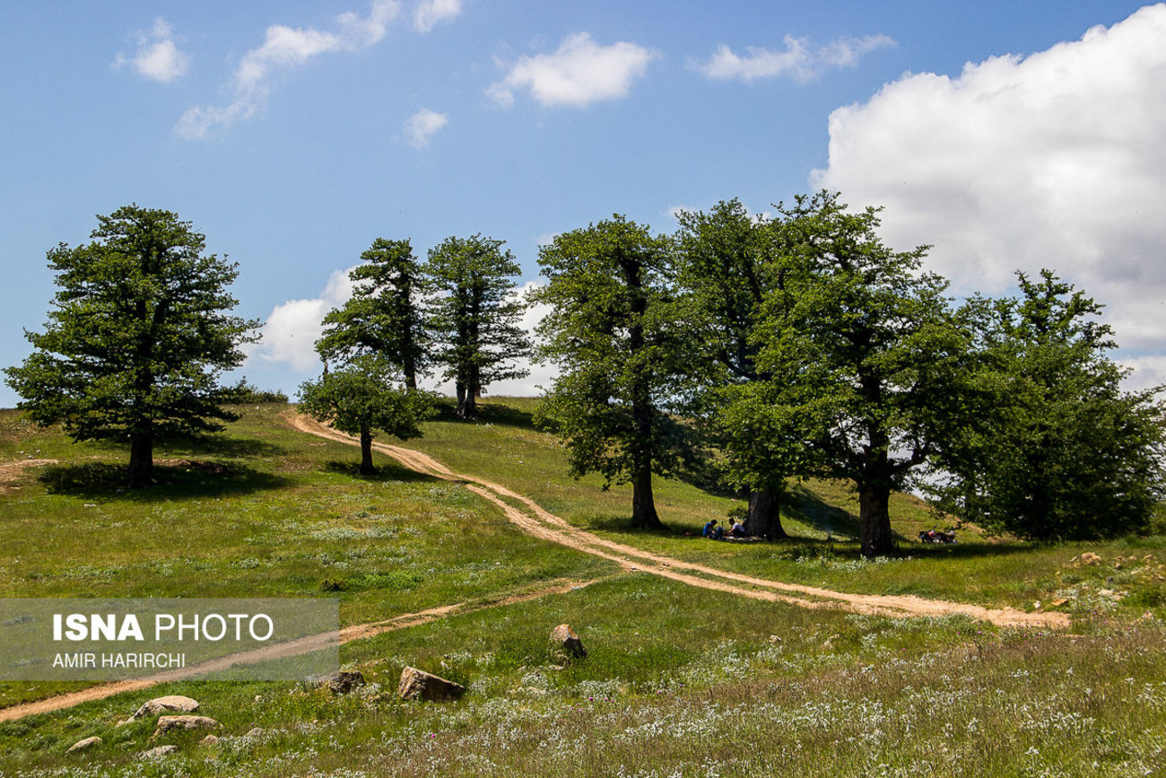 جنگل ابر + تصاویر