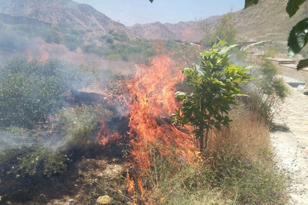 عروس دشت‌های کرمان در آغوش آتش‌