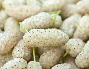 خواص معجزه آسای توت سفید برای کبد 