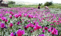 «گیاهان دارویی»؛ دوای درد اقتصاد