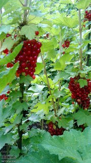 تکثیر انگور فرنگی برای نخستین بار در خوی