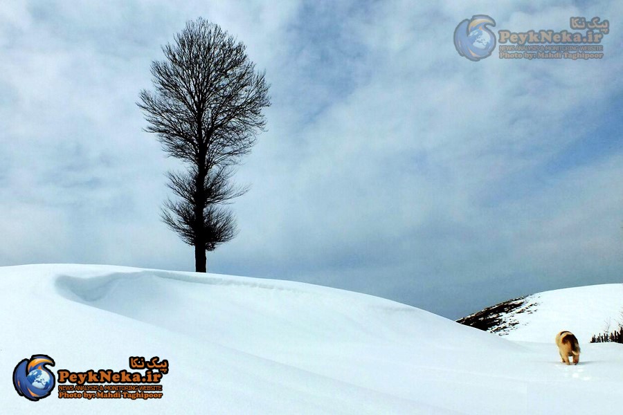 طبیعت زیبای چهار فصل هزارجریب نکا به روایت تصاویر