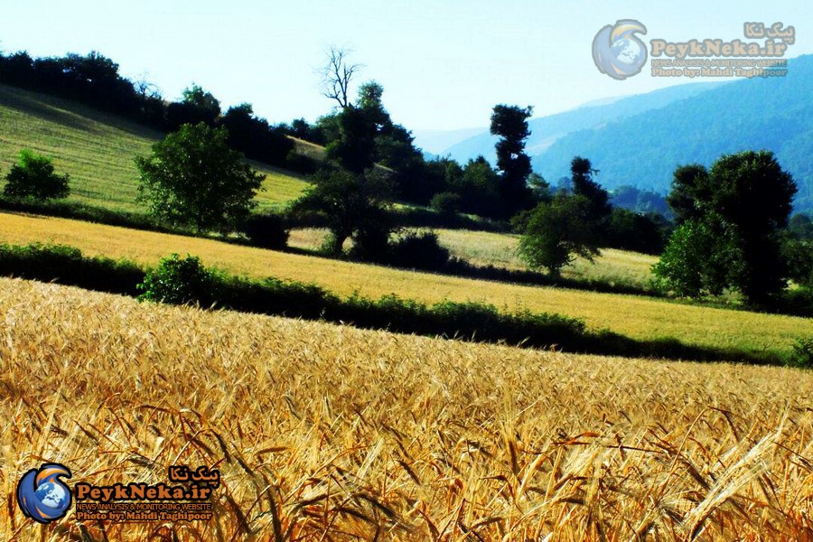 طبیعت زیبای چهار فصل هزارجریب نکا به روایت تصاویر